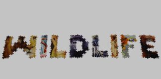 Wildlife el rompecabezas más grande del mundo en stop motion al estilo gamer Wildlife el rompecabezas más grande del mundo en stop motion al estilo gamer